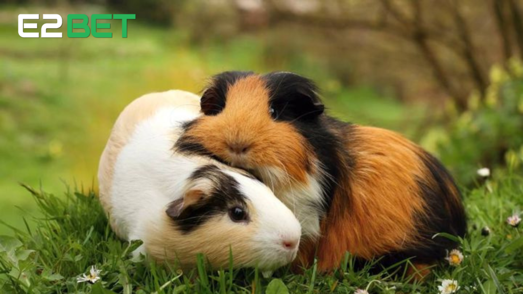 Nằm Mơ Thấy Chuột Đánh Số Gì? Giải Mã Giấc Mơ Thấy Chuột Từ A Đến Z