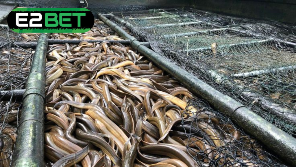 Nằm Mơ Thấy Bắt Lươn Đánh Số Gì? Giải Mã Giấc Mơ Và Con Số May Mắn