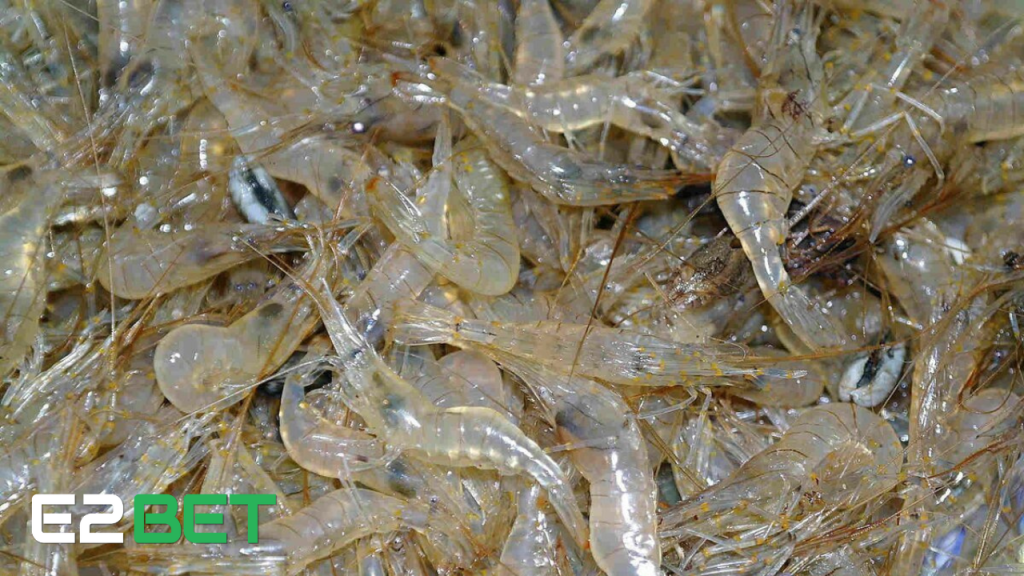 Nằm Mơ Thấy Tôm Tép Đánh Đề Con Gì? Giải Mã Giấc Mơ Mang Tài Lộc